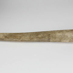 Ancient Walrus Penile Bone Oosik 19th Century - Ancient Walrus Penile